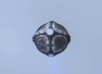 Sonde wraith
